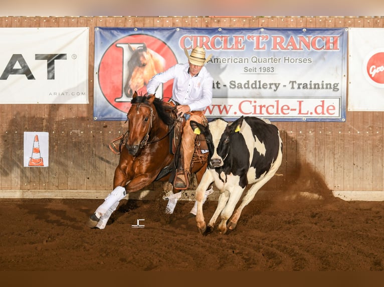 American Quarter Horse Castrone 7 Anni 155 cm Baio in NeuruppinNeuruppin