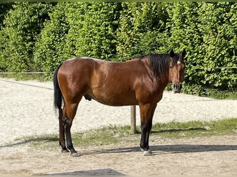 American Quarter Horse Castrone 7 Anni 155 cm Baio in Michelau in Oberfranken