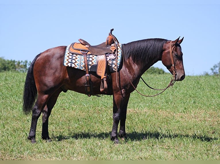 American Quarter Horse Castrone 7 Anni 155 cm Baio ciliegia in Jamestown KY