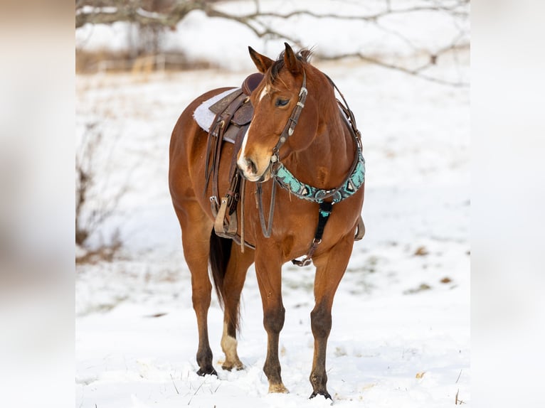 American Quarter Horse Castrone 7 Anni 155 cm Baio ciliegia in Carlisle KY