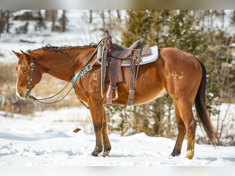 American Quarter Horse Castrone 7 Anni 155 cm Baio ciliegia in Carlisle KY