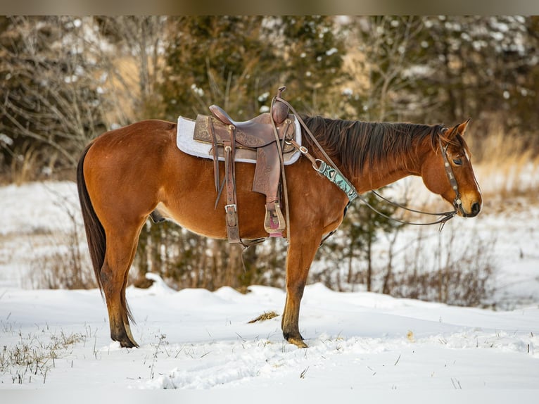 American Quarter Horse Castrone 7 Anni 155 cm Baio ciliegia in Carlisle KY