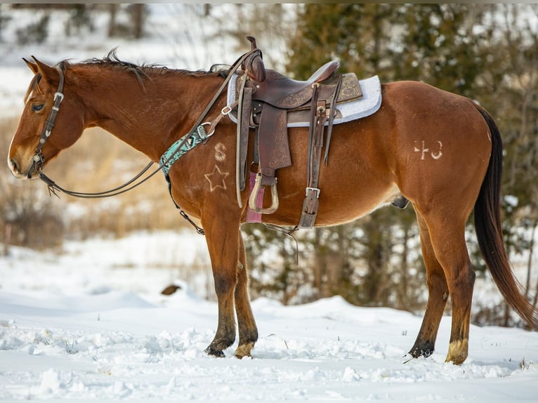 American Quarter Horse Castrone 7 Anni 155 cm Baio ciliegia in Carlisle KY