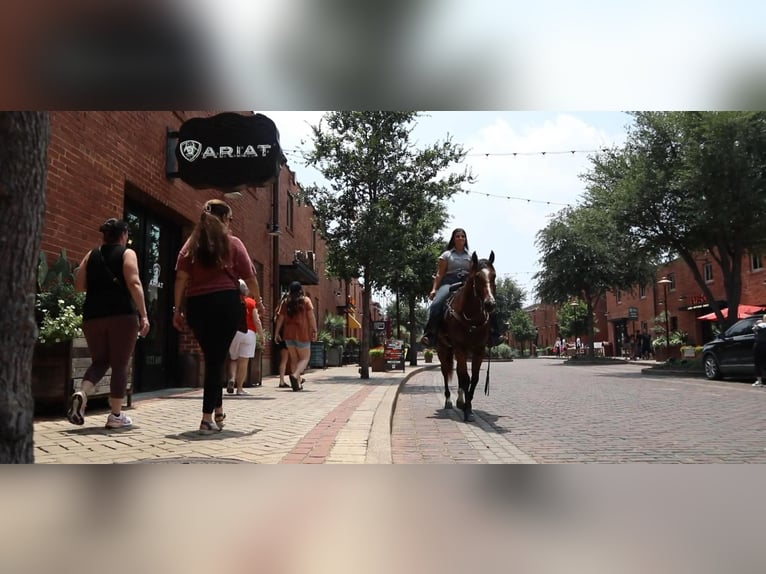 American Quarter Horse Castrone 7 Anni 155 cm Baio ciliegia in Granbury TX