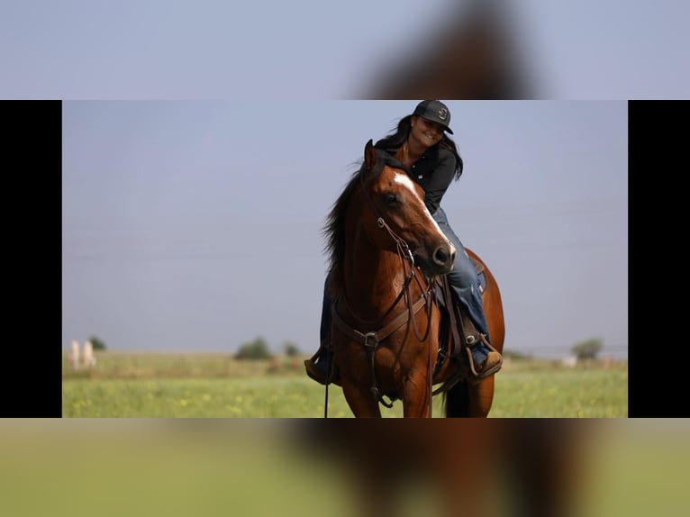American Quarter Horse Castrone 7 Anni 155 cm Baio ciliegia in Granbury TX