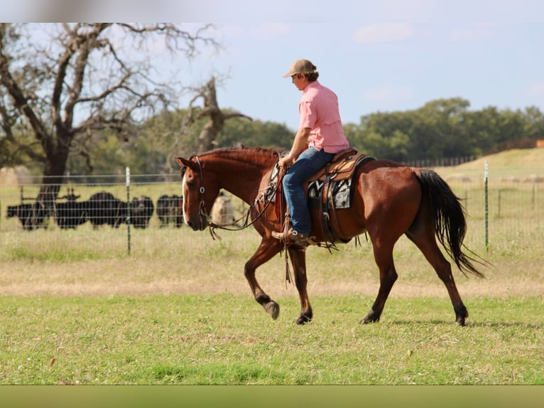 American Quarter Horse Castrone 7 Anni 155 cm Baio ciliegia in LIpan Tx