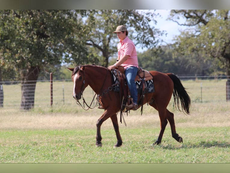 American Quarter Horse Castrone 7 Anni 155 cm Baio ciliegia in LIpan Tx