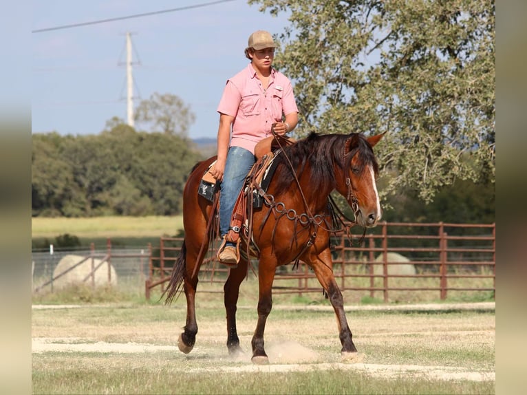 American Quarter Horse Castrone 7 Anni 155 cm Baio ciliegia in LIpan Tx