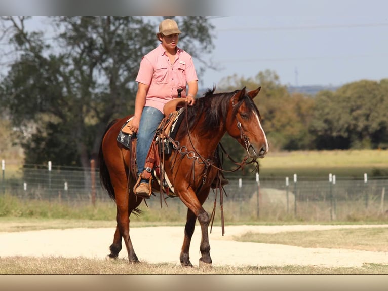 American Quarter Horse Castrone 7 Anni 155 cm Baio ciliegia in LIpan Tx