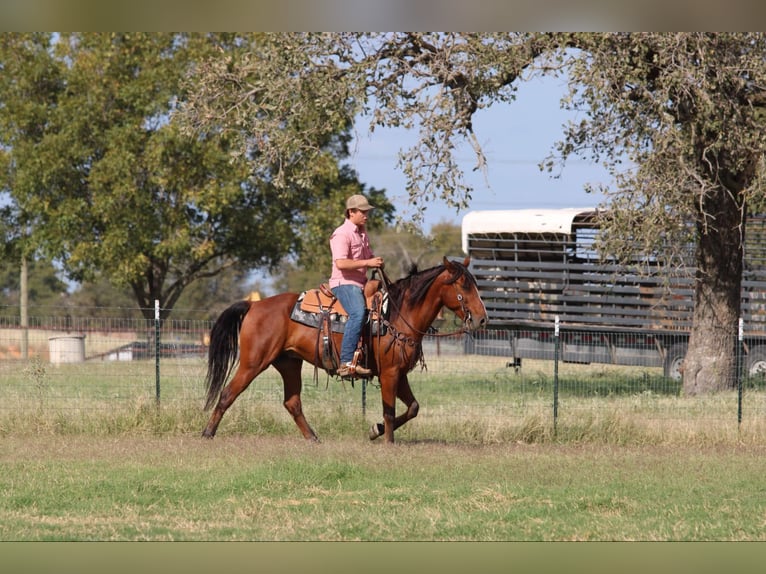 American Quarter Horse Castrone 7 Anni 155 cm Baio ciliegia in LIpan Tx