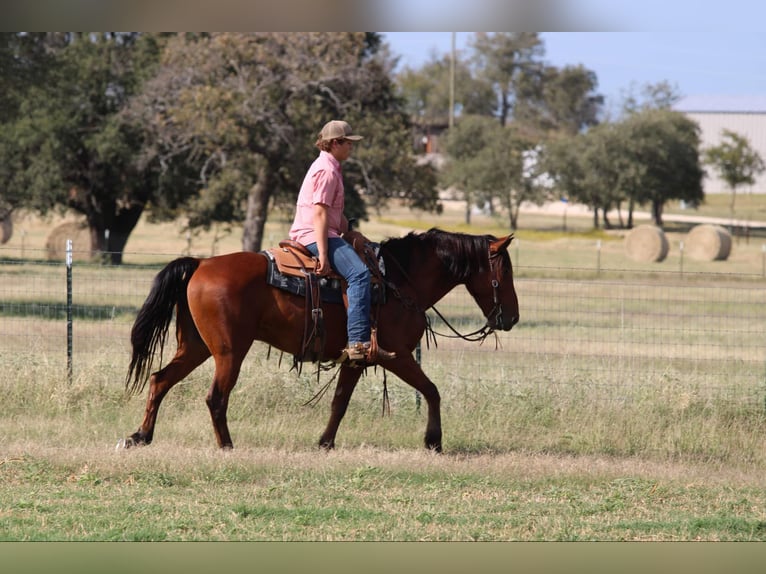 American Quarter Horse Castrone 7 Anni 155 cm Baio ciliegia in LIpan Tx