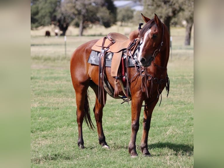 American Quarter Horse Castrone 7 Anni 155 cm Baio ciliegia in LIpan Tx