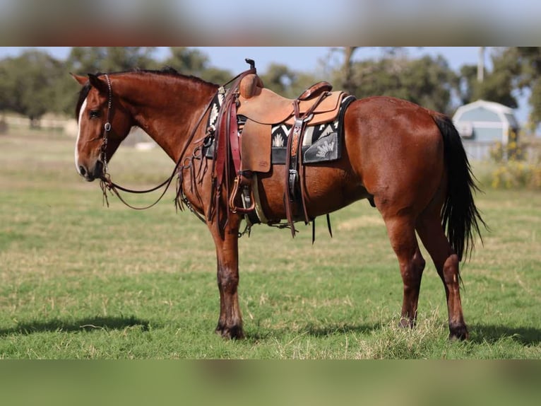 American Quarter Horse Castrone 7 Anni 155 cm Baio ciliegia in LIpan Tx