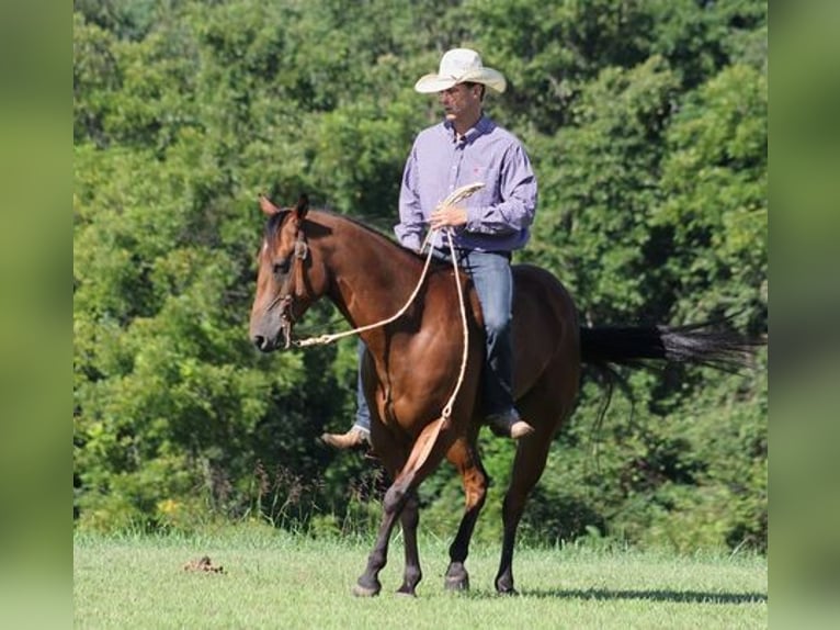 American Quarter Horse Castrone 7 Anni 155 cm Baio ciliegia in New Park, PA