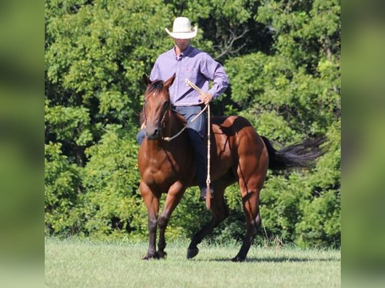 American Quarter Horse Castrone 7 Anni 155 cm Baio ciliegia in New Park, PA