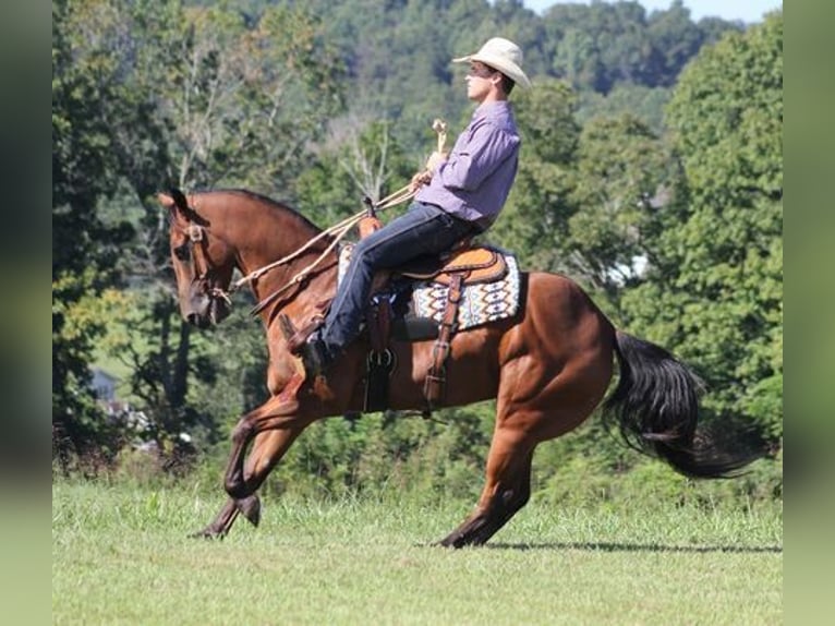 American Quarter Horse Castrone 7 Anni 155 cm Baio ciliegia in New Park, PA