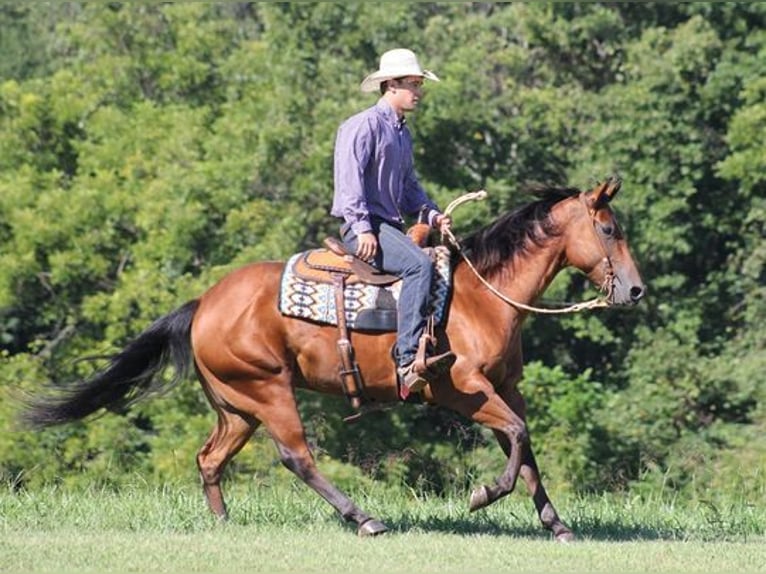 American Quarter Horse Castrone 7 Anni 155 cm Baio ciliegia in New Park, PA