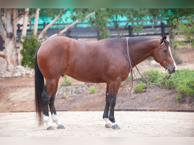 American Quarter Horse Mix Castrone 7 Anni 155 cm Baio ciliegia in Joshua, TX