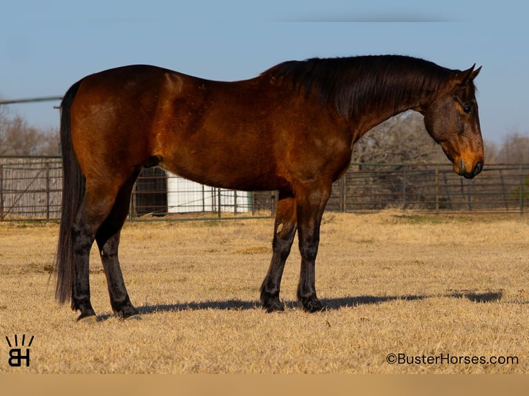 American Quarter Horse Castrone 7 Anni 155 cm Baio ciliegia in Weatherford
