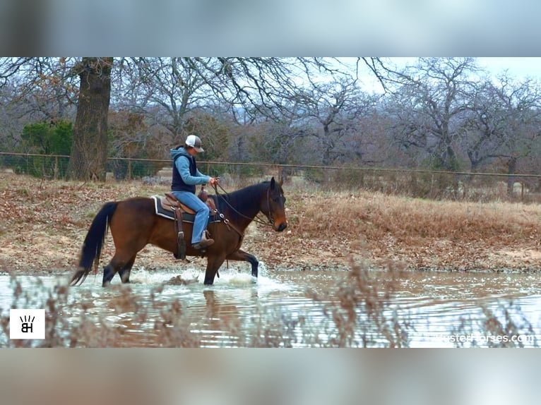 American Quarter Horse Castrone 7 Anni 155 cm Baio ciliegia in Weatherford