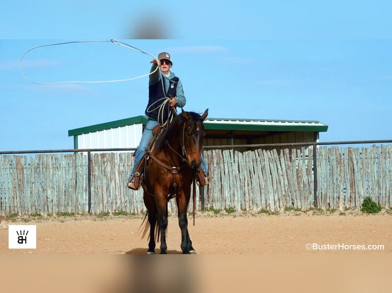 American Quarter Horse Castrone 7 Anni 155 cm Baio ciliegia in Weatherford