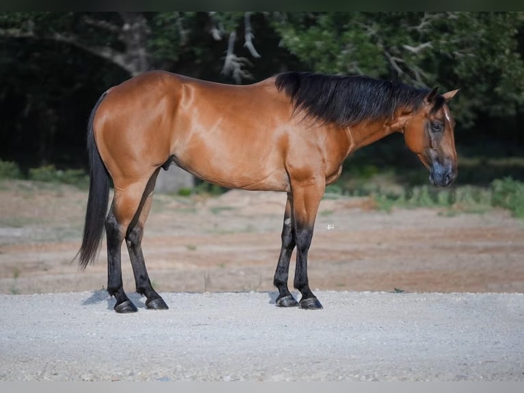 American Quarter Horse Castrone 7 Anni 155 cm Baio ciliegia in Cresson, TX