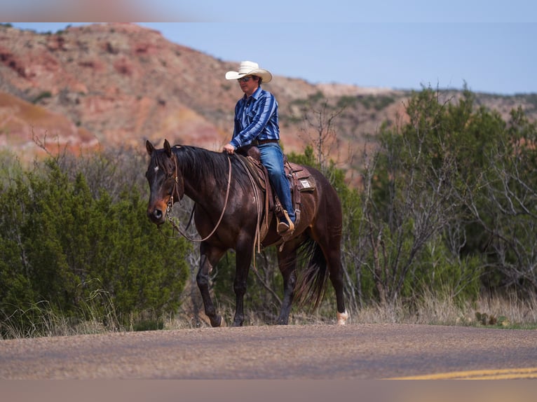 American Quarter Horse Castrone 7 Anni 155 cm Baio ciliegia in Canyon, TX
