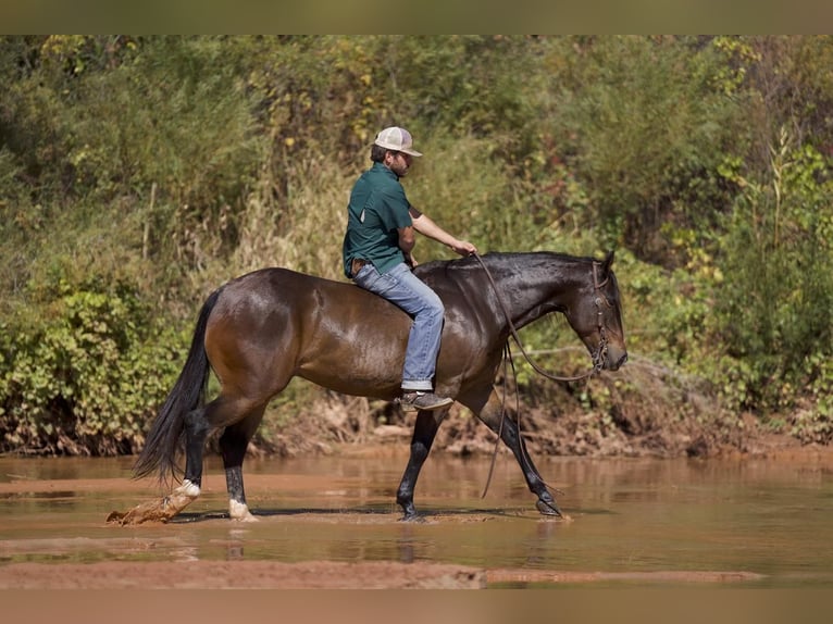 American Quarter Horse Castrone 7 Anni 155 cm Baio ciliegia in Waco, TX