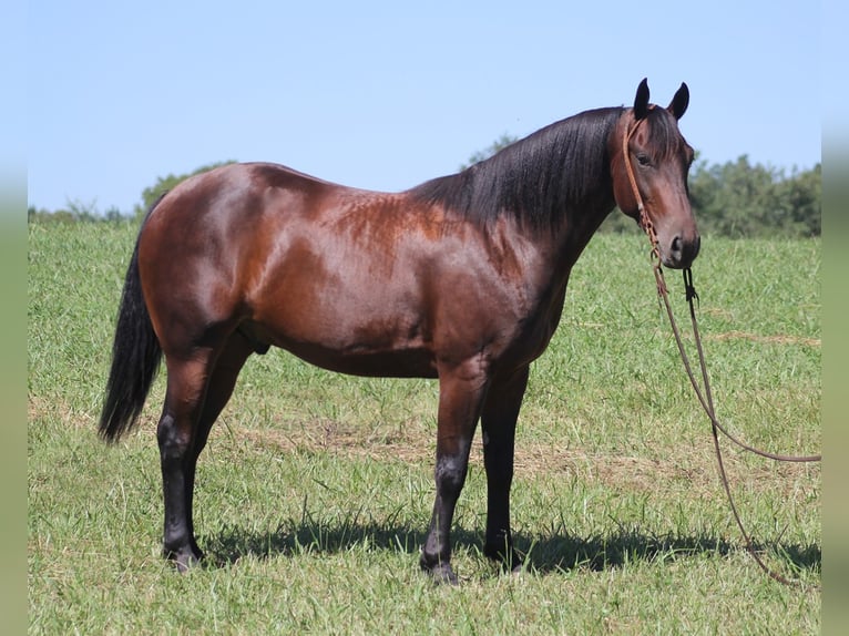 American Quarter Horse Castrone 7 Anni 155 cm Baio ciliegia in Jamestown KY