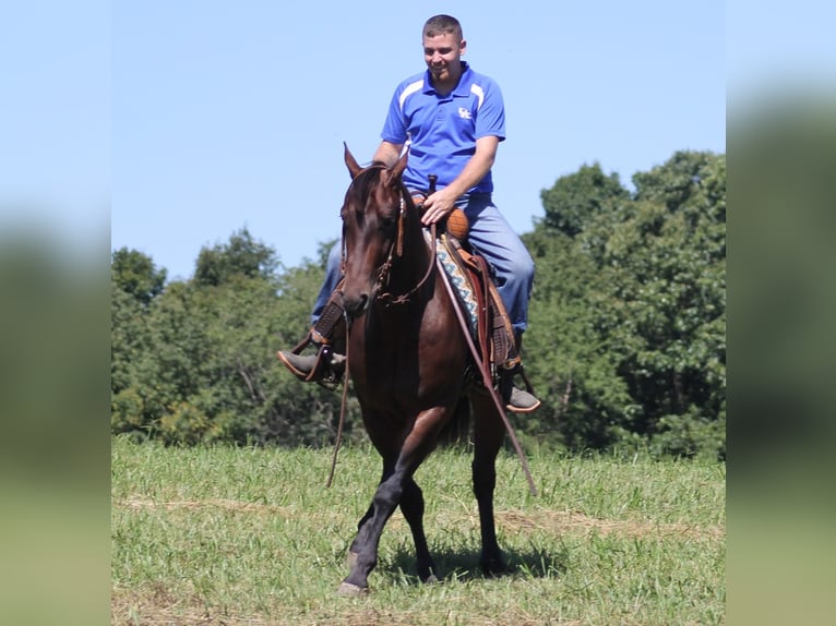 American Quarter Horse Castrone 7 Anni 155 cm Baio ciliegia in Jamestown KY