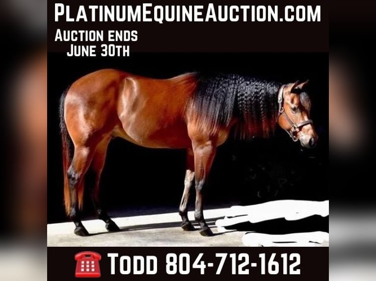 American Quarter Horse Castrone 7 Anni 155 cm Baio ciliegia in SANDSTON, VA