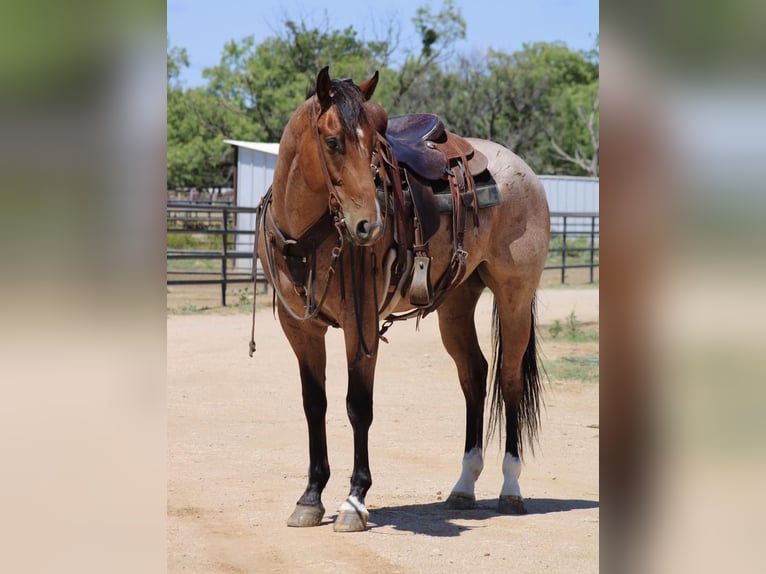 American Quarter Horse Castrone 7 Anni 155 cm Baio roano in Eastland TX