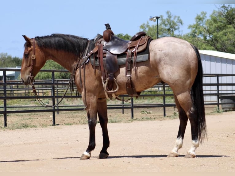 American Quarter Horse Castrone 7 Anni 155 cm Baio roano in Eastland TX