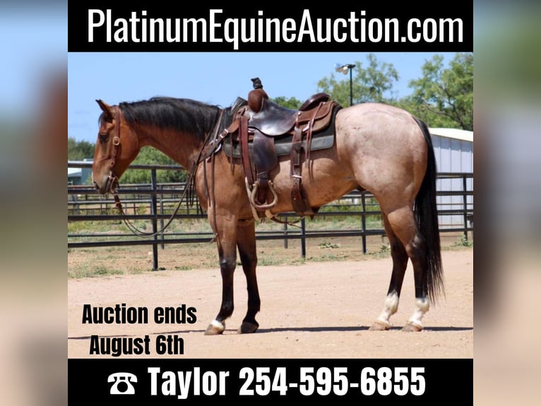 American Quarter Horse Castrone 7 Anni 155 cm Baio roano in Eastland TX