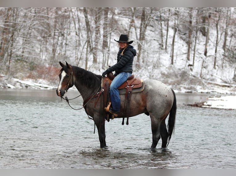 American Quarter Horse Castrone 7 Anni 155 cm Baio roano in Clarion
