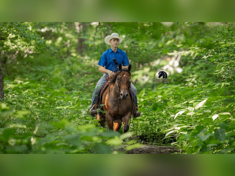 American Quarter Horse Castrone 7 Anni 155 cm Baio roano in Fredericksburg