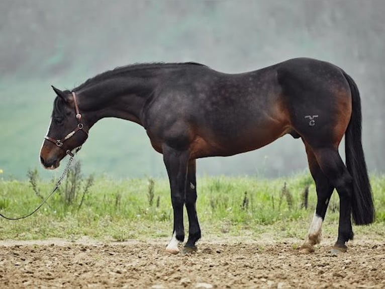 American Quarter Horse Castrone 7 Anni 155 cm Baio scuro in München