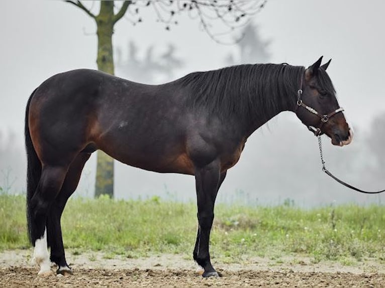 American Quarter Horse Castrone 7 Anni 155 cm Baio scuro in München