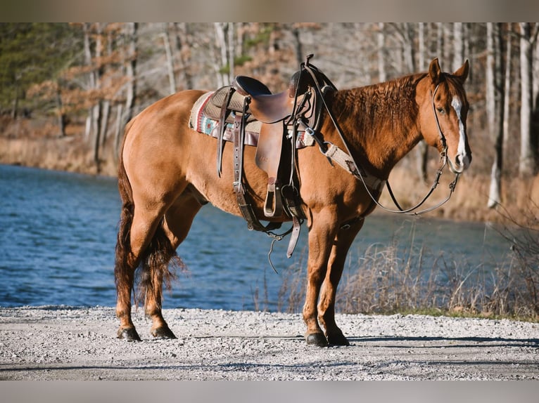 American Quarter Horse Castrone 7 Anni 155 cm Falbo in Ewing KY