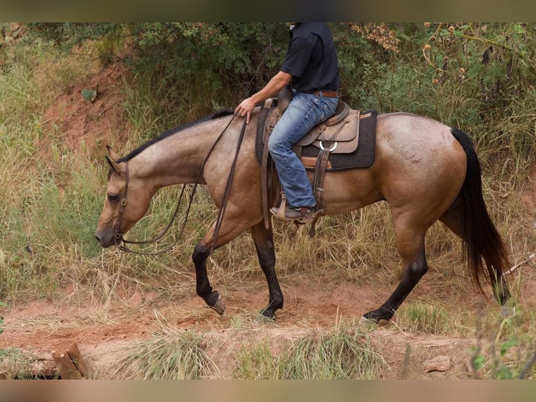American Quarter Horse Castrone 7 Anni 155 cm Falbo in Waco
