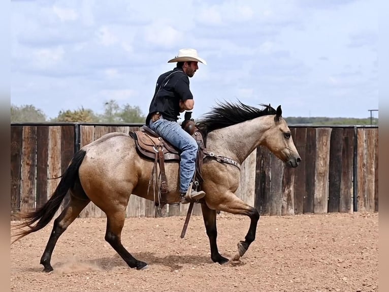 American Quarter Horse Castrone 7 Anni 155 cm Falbo in Waco