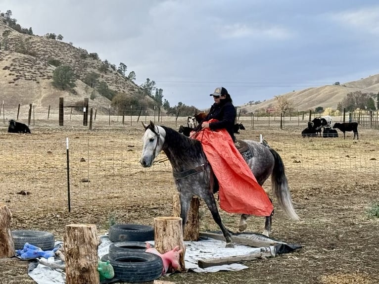 American Quarter Horse Castrone 7 Anni 155 cm Grigio pezzato in Paicines CA