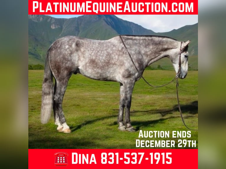 American Quarter Horse Castrone 7 Anni 155 cm Grigio pezzato in Paicines CA