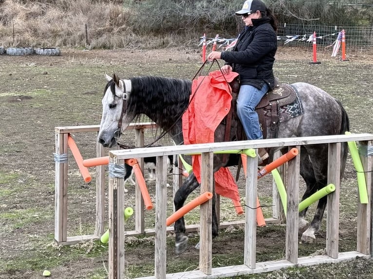 American Quarter Horse Castrone 7 Anni 155 cm Grigio pezzato in Paicines CA