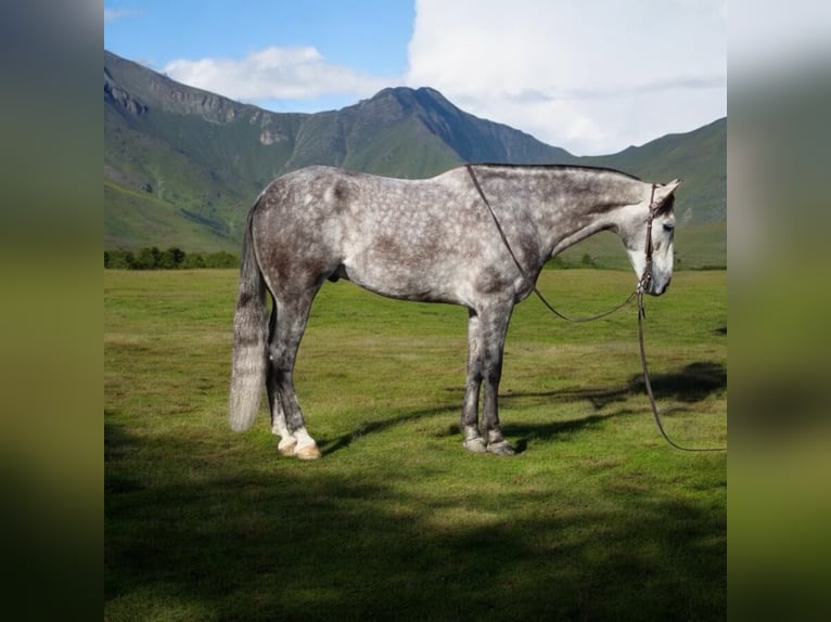 American Quarter Horse Castrone 7 Anni 155 cm Grigio pezzato in Paicines CA