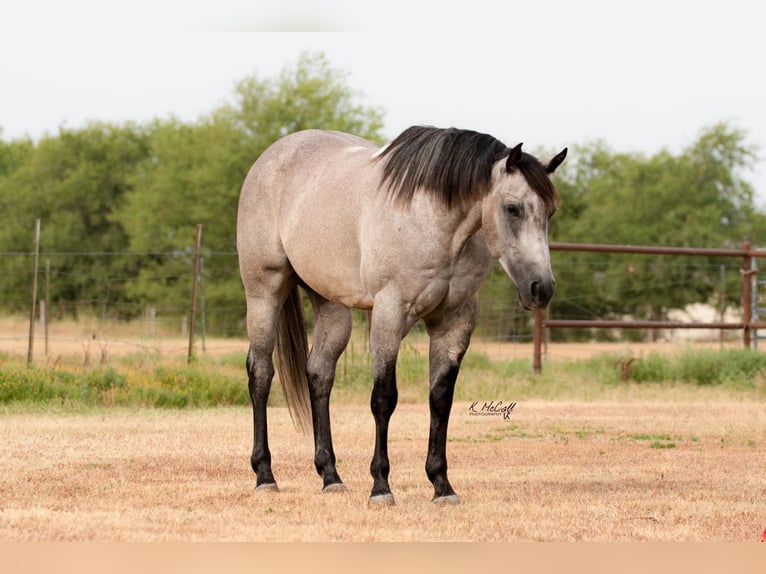 American Quarter Horse Castrone 7 Anni 155 cm Grigio pezzato in Ravenna TX