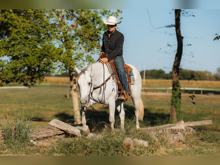 American Quarter Horse Castrone 7 Anni 155 cm Grigio in Lewistown