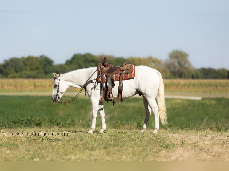 American Quarter Horse Castrone 7 Anni 155 cm Grigio in Lewistown