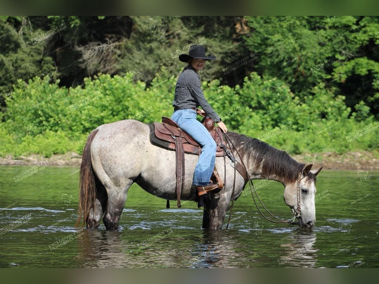 American Quarter Horse Castrone 7 Anni 155 cm Grigio in Clarion, PA