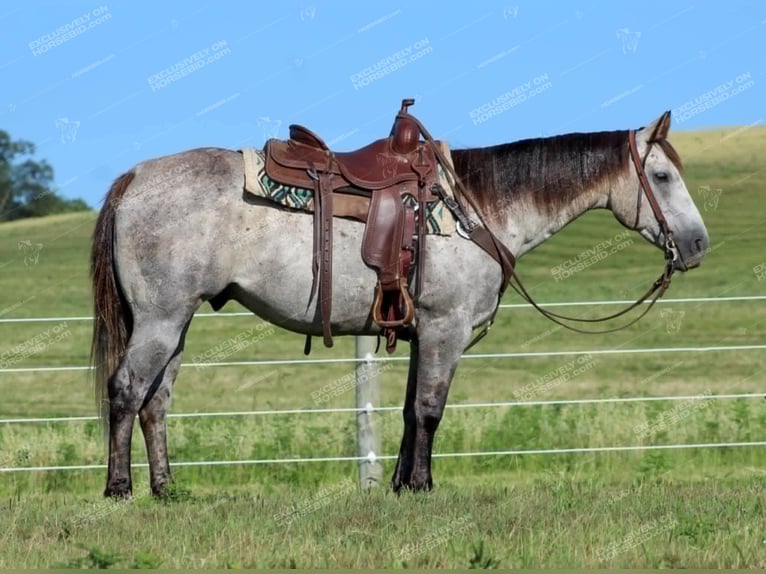 American Quarter Horse Castrone 7 Anni 155 cm Grigio in Clarion, PA